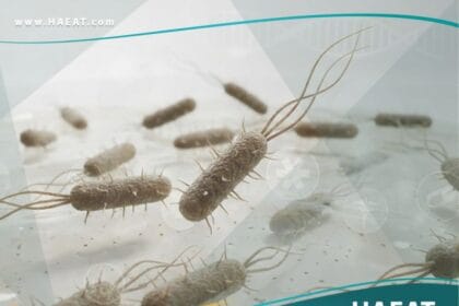 الإشريكية القولونية