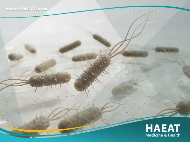 الإشريكية القولونية