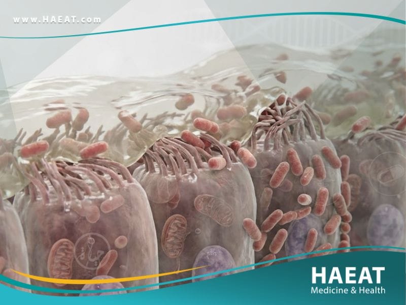 البورديتيلة الشاهوقية