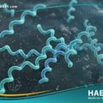 البوريليا بورغدورفيري