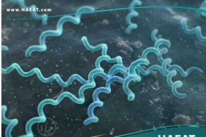 البوريليا بورغدورفيري