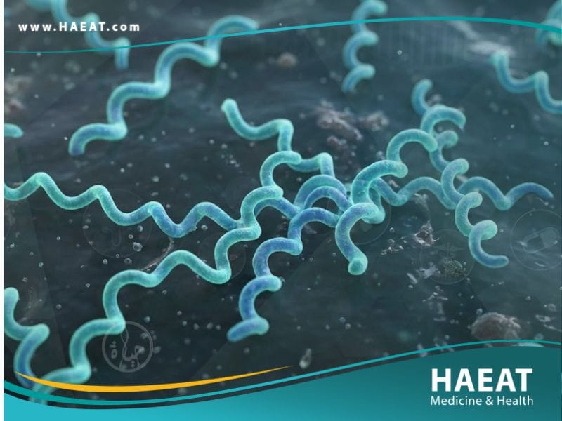 البوريليا بورغدورفيري