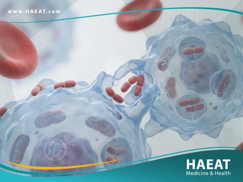 الحمى المالطية