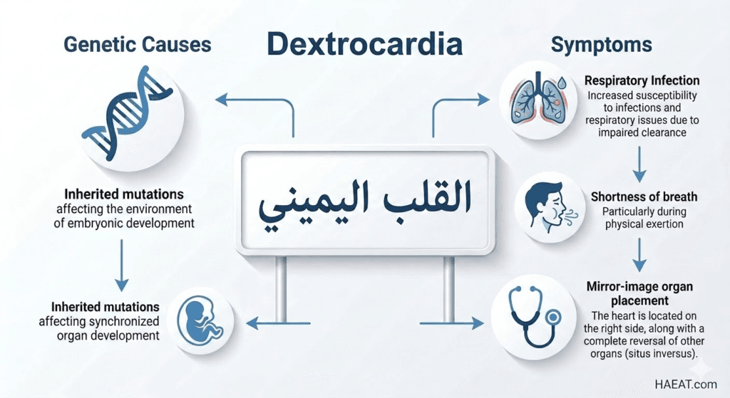 القلب اليميني | 5 معلومات عن العلاج، الوقاية، والمضاعفات 21 image 241