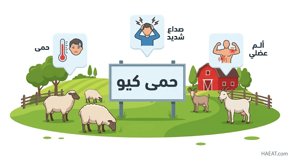 حمى كيو | 5 معلومات عن التشخيص، الوقاية، والمضاعفات 21 image 391
