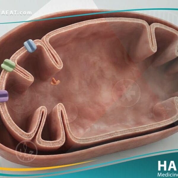 أكسدة الأحماض الدهنية