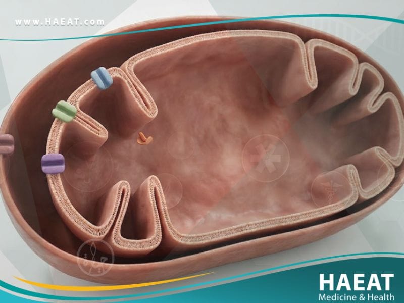 أكسدة الأحماض الدهنية