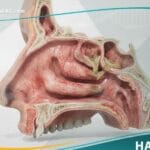 أمراض الأنف