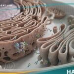 _اضطرابات الارتباط بالغليكوزيل