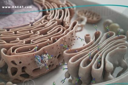 _اضطرابات الارتباط بالغليكوزيل