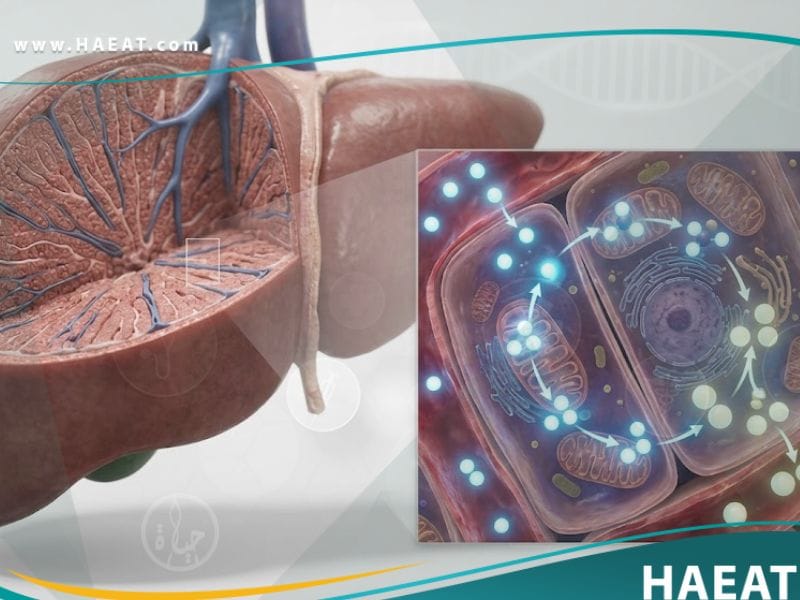 _اضطرابات دورة اليوريا