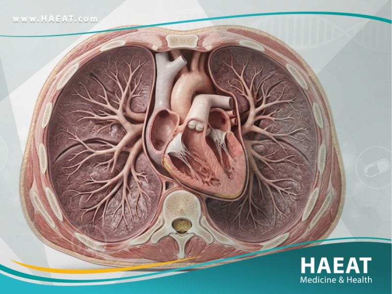 الإنعاش القلبي - الرئوي