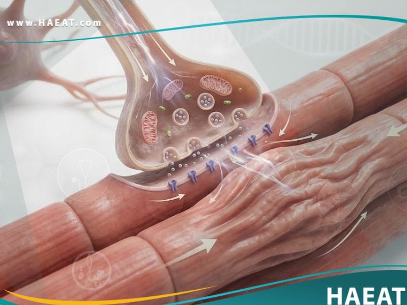 الارتجاف الحزمي