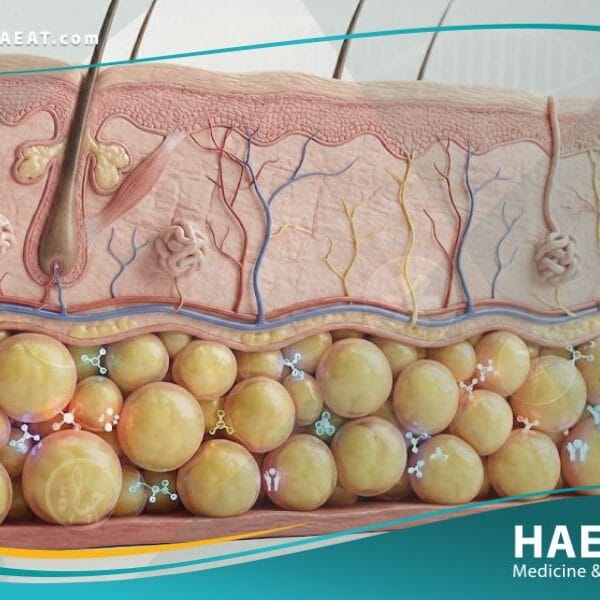 البدينات (1)