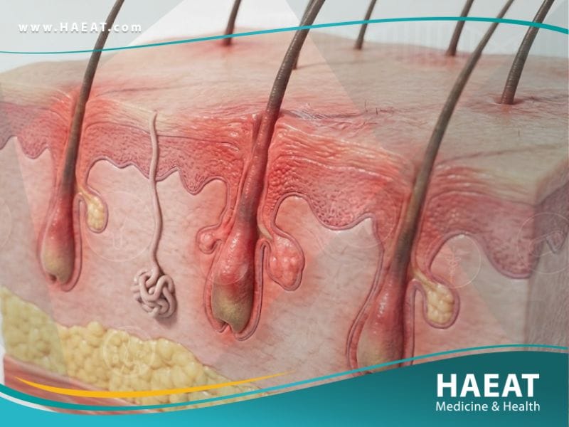 التهابات العانة