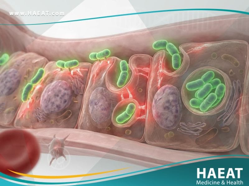التيفوس المتوطن