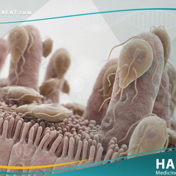 الجياردية اللمبلية