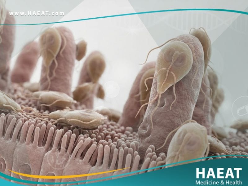 الجياردية اللمبلية