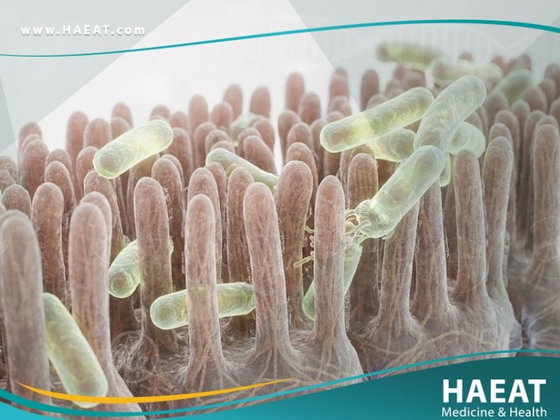 السالمونيلا