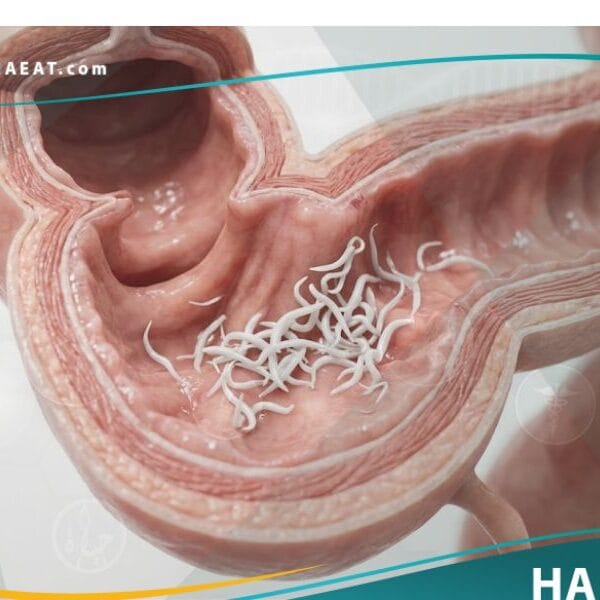 السرمية الدويدية