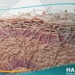 _السعفة الإربية