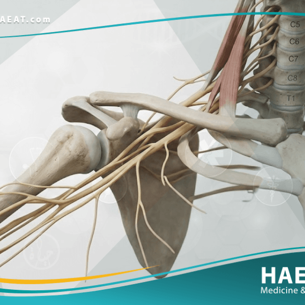 الضفيرة العضدية