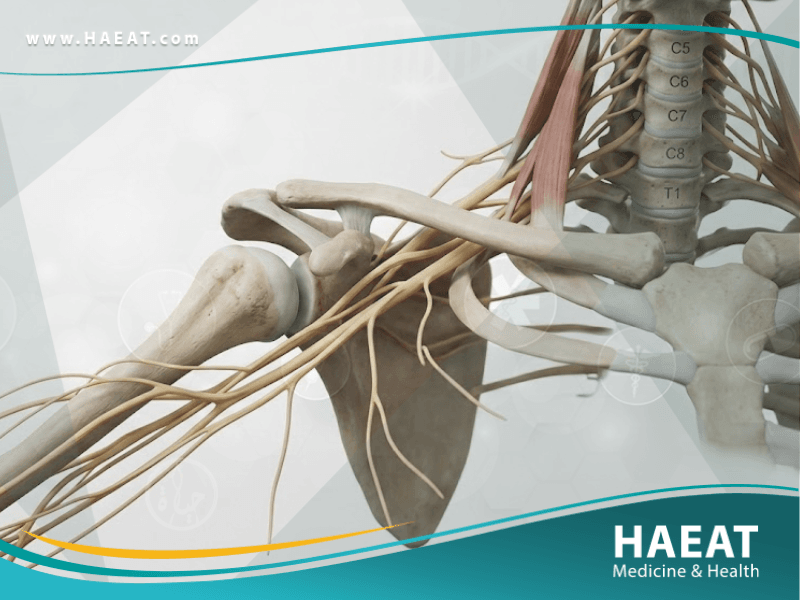 الضفيرة العضدية