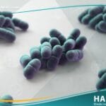 العصيات الراكدة