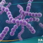 العقدية المقيحة من المجموعة أ