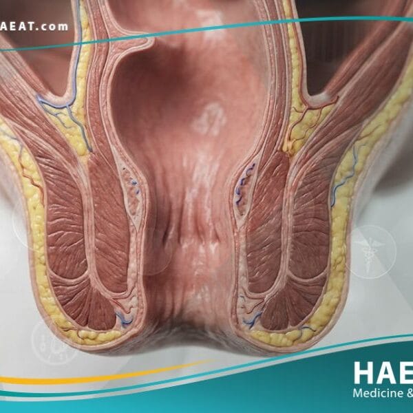 الفتحة الشرجية