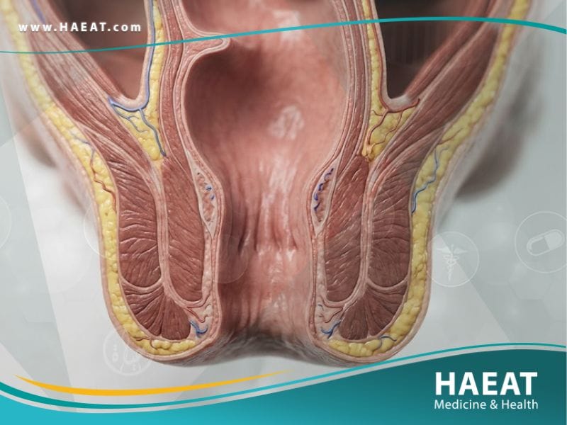 الفتحة الشرجية