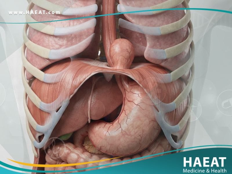 الفتق الحجابي