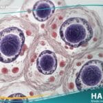 الفيروس المضخم للخلايا