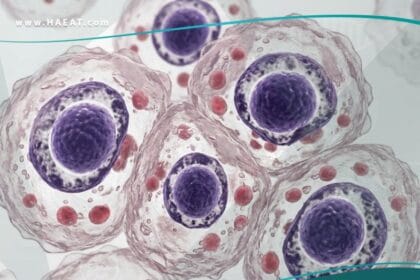 الفيروس المضخم للخلايا