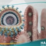 الفيروسة العجلية