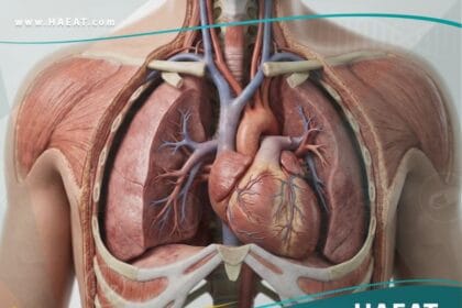 القلب اليميني