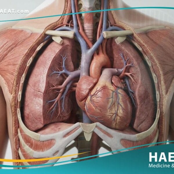 القلب اليميني