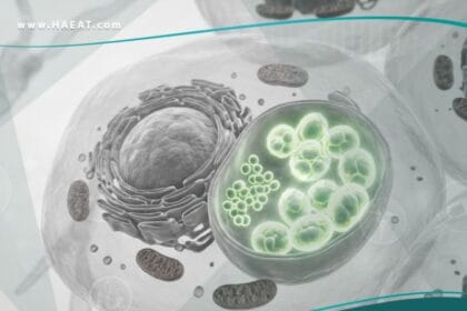 الكلاميديا