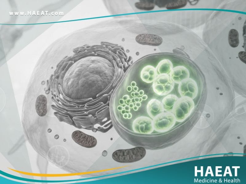 الكلاميديا