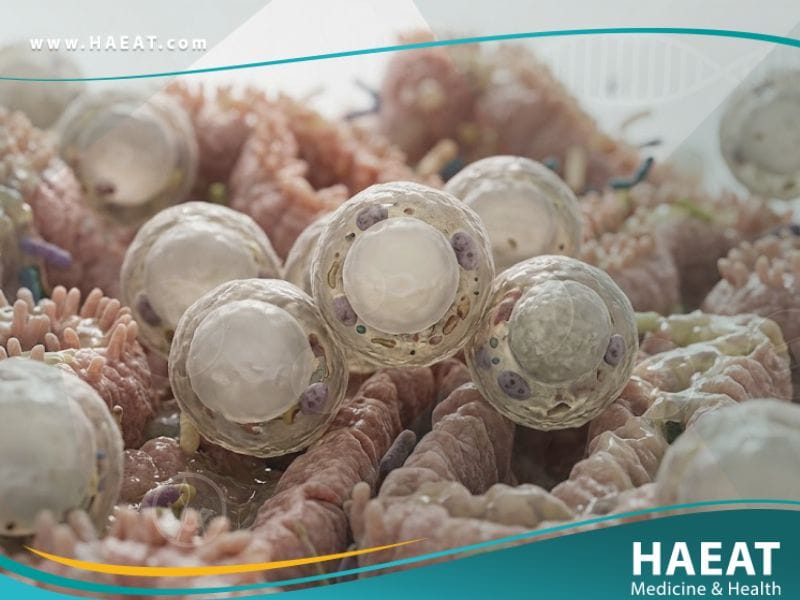 المتبرعمة الكيسية البشرية