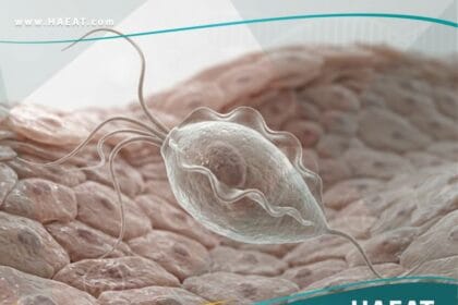 المشعرات المهبلية