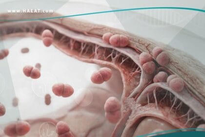 المكورة السحائية