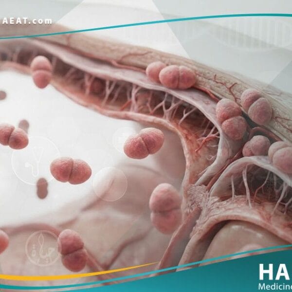 المكورة السحائية