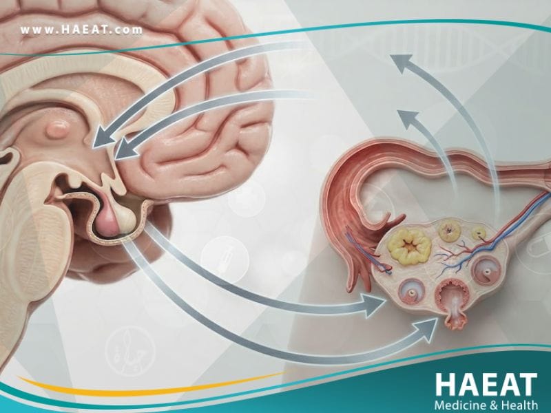 انقطاع الحيض