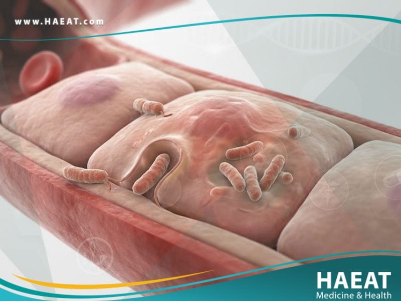 _حمى البحر المتوسط المبقعة