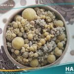 داء الاختزان في الجسيمات الحالة