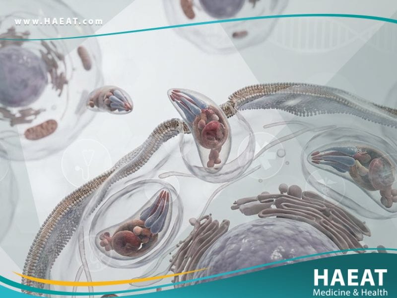 داء المقوسات (1)