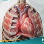 _ألم الصدر اللا قلبي