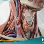 أورام أولية بالعنق