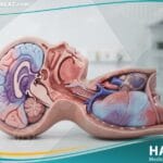 اختناق الوليد